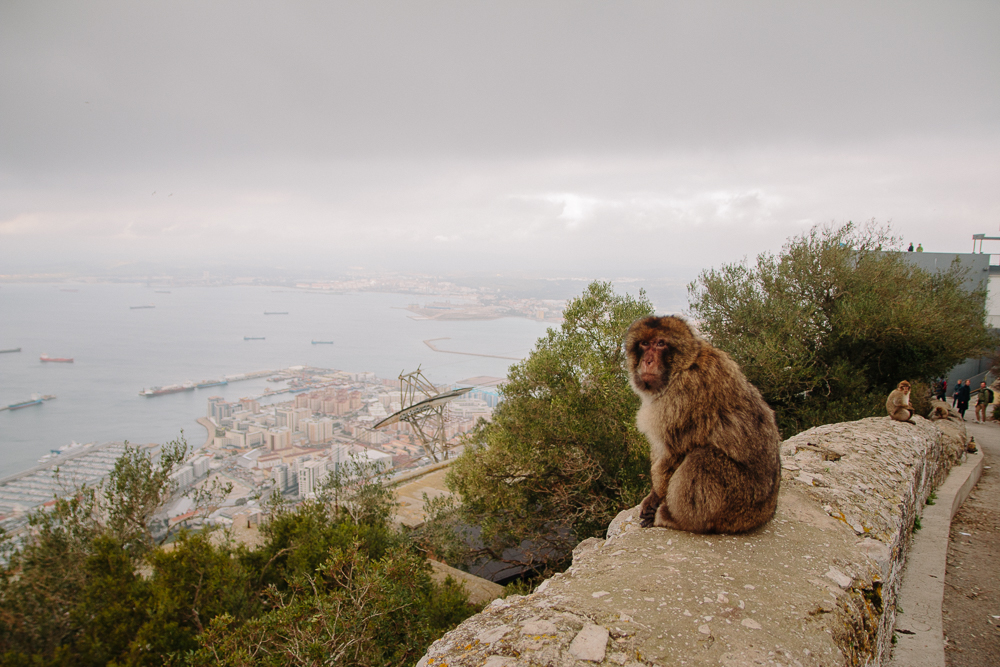 Barbary Apes at the Top of the Rock Gibraltar (Gibraltar Monkeys)