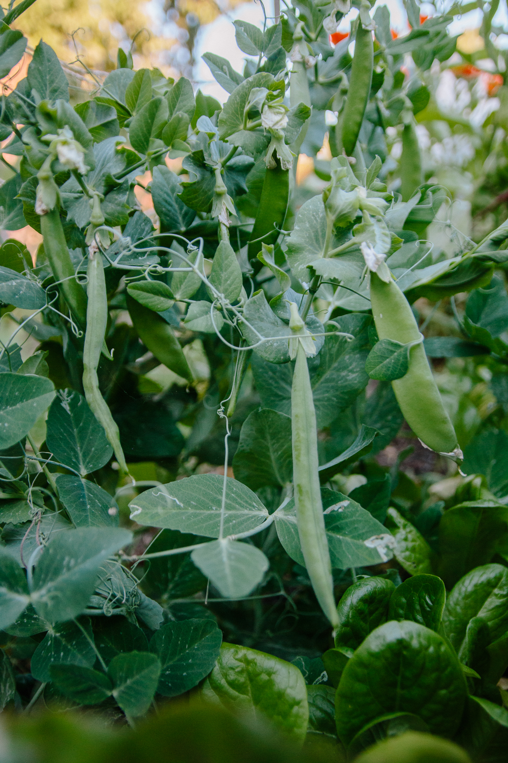 Peas Vegetable Garden