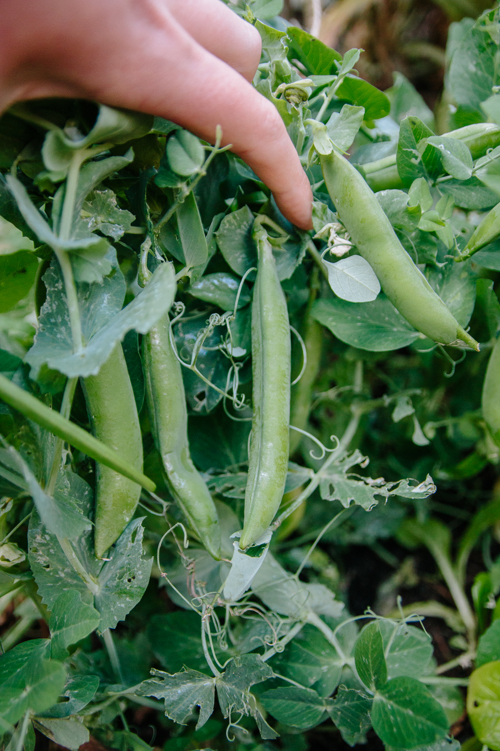 Peas Vegetable Garden