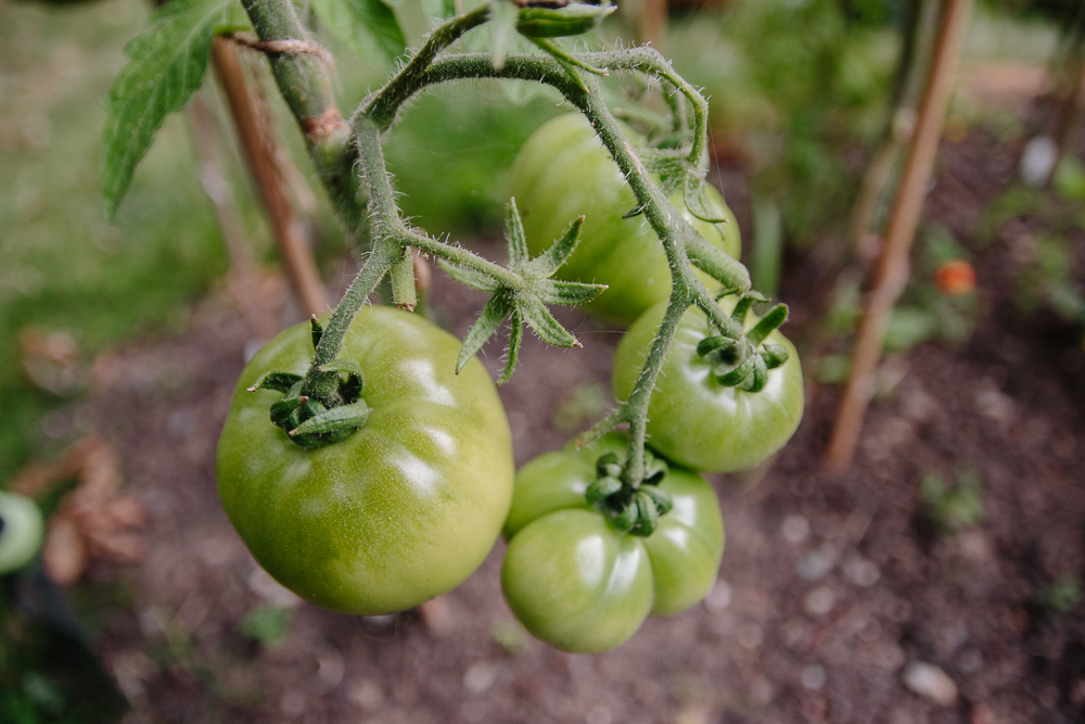 Marmande Tomatoes Growing