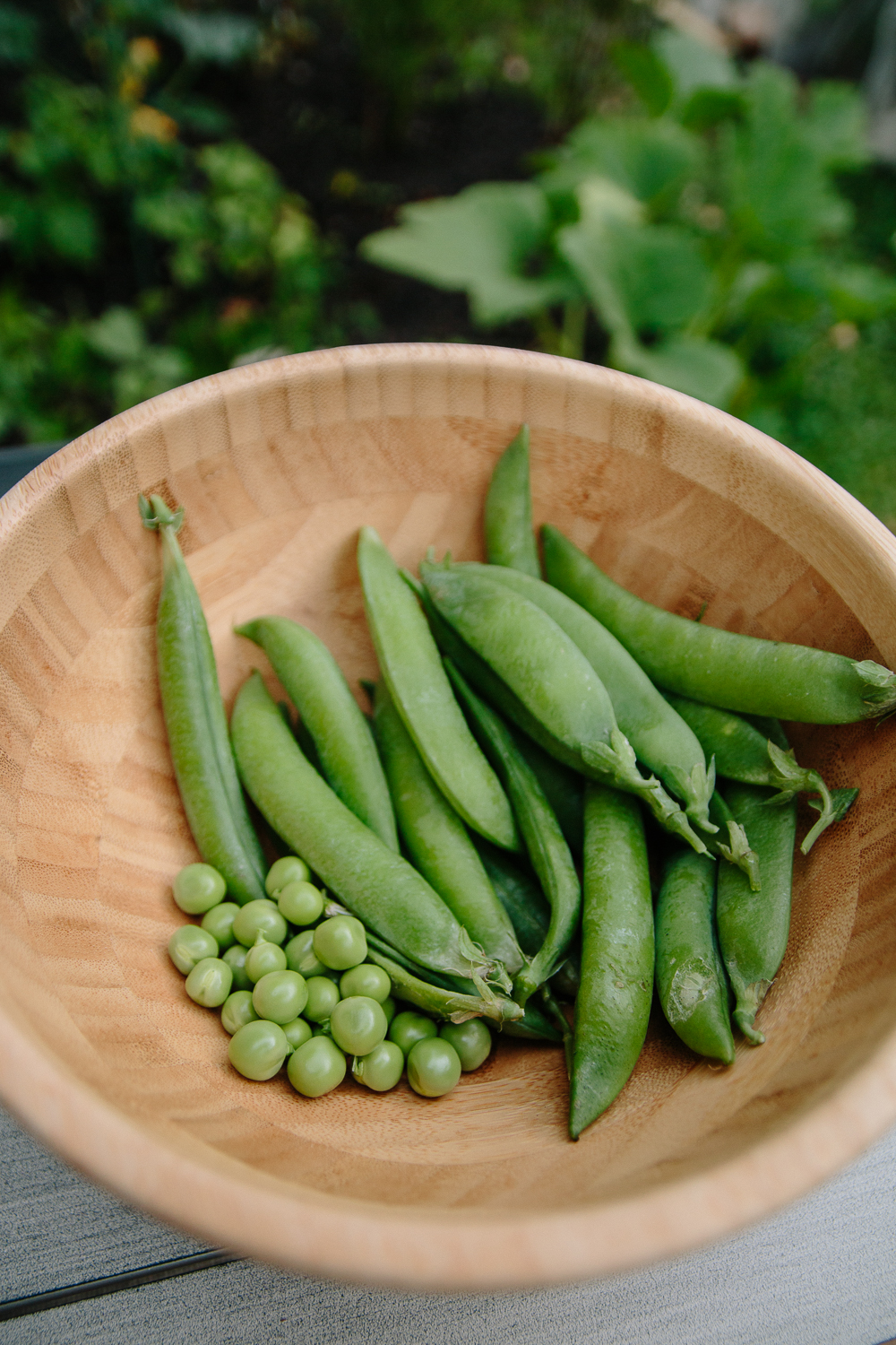 Peas Vegetable Garden