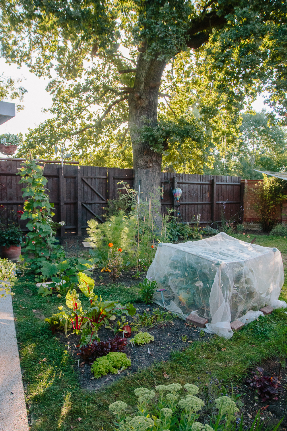 Vegetable Garden July 2020