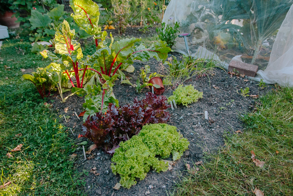 Lettuce Vegetable Garden