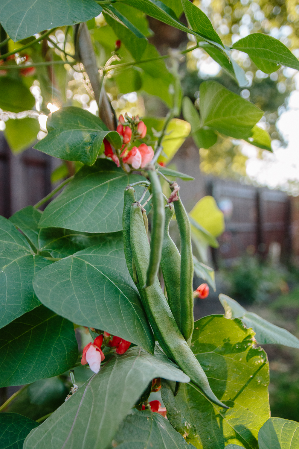 Runner Beans Growing