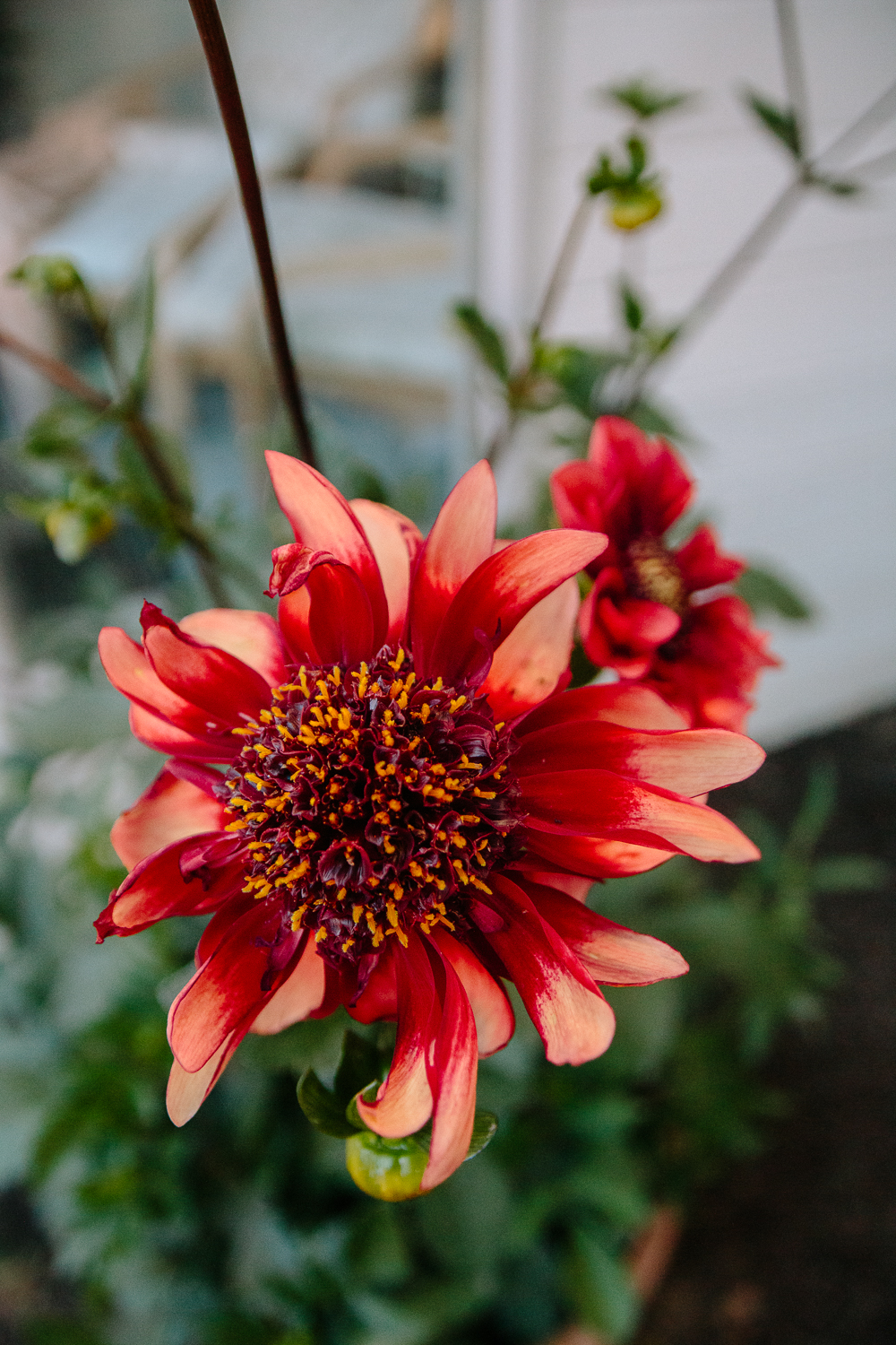 Dahlia 'Sarah Raven'