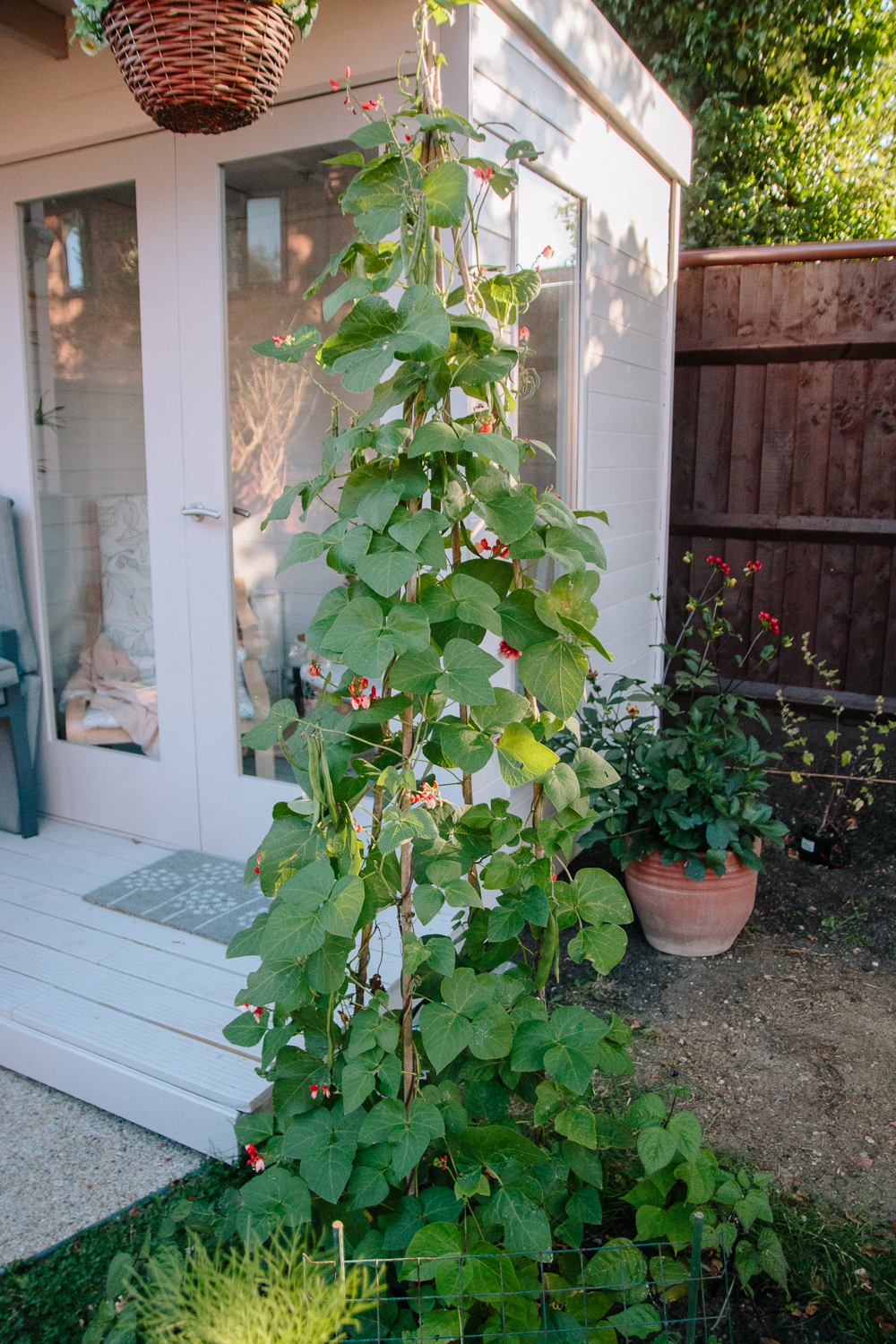 Runner Beans Growing