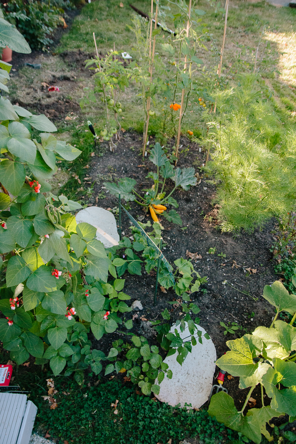 Vegetable Garden July 2020