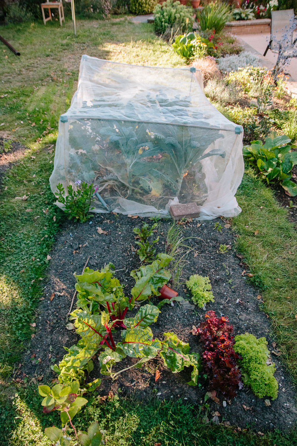 Vegetable Garden July 2020