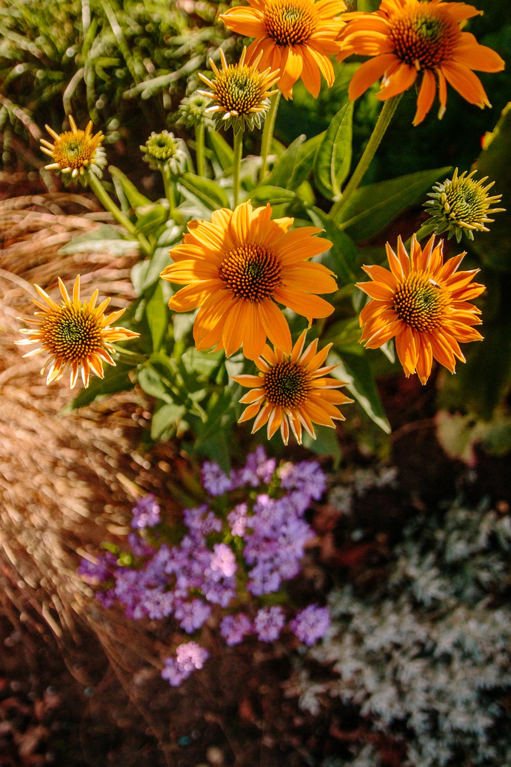 Yellow Echinacea and Tutti Frutti Flowers