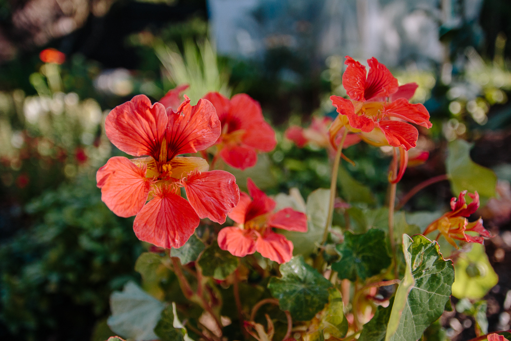 Salmon Rose Nasturtiums Veggie Garden