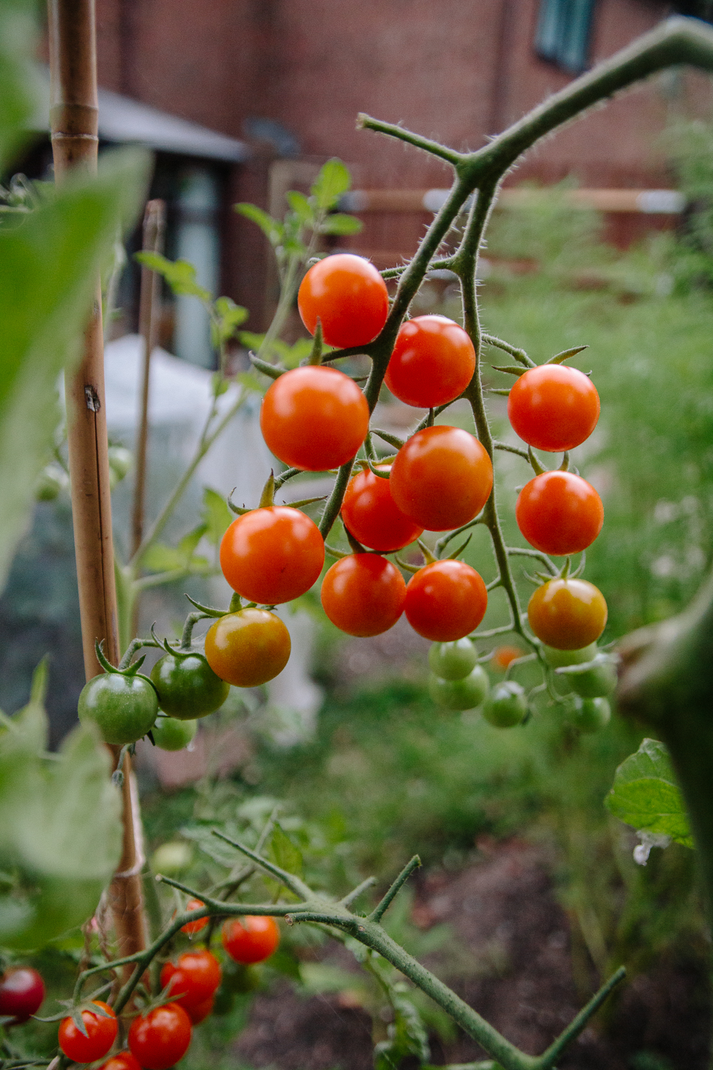 Sungold Cherry Tomatoes