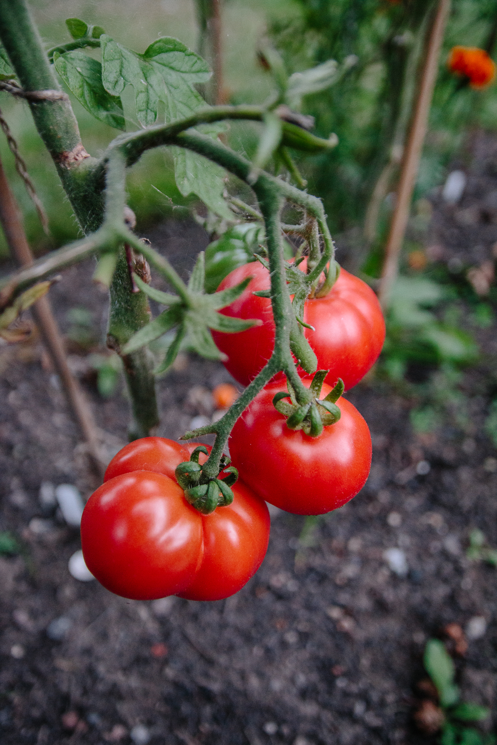 Marmande Beefsteak Tomatoes