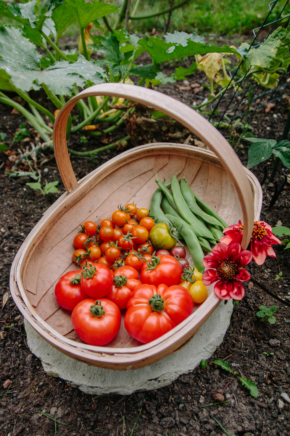 Tomato + Runner Bean Harvest