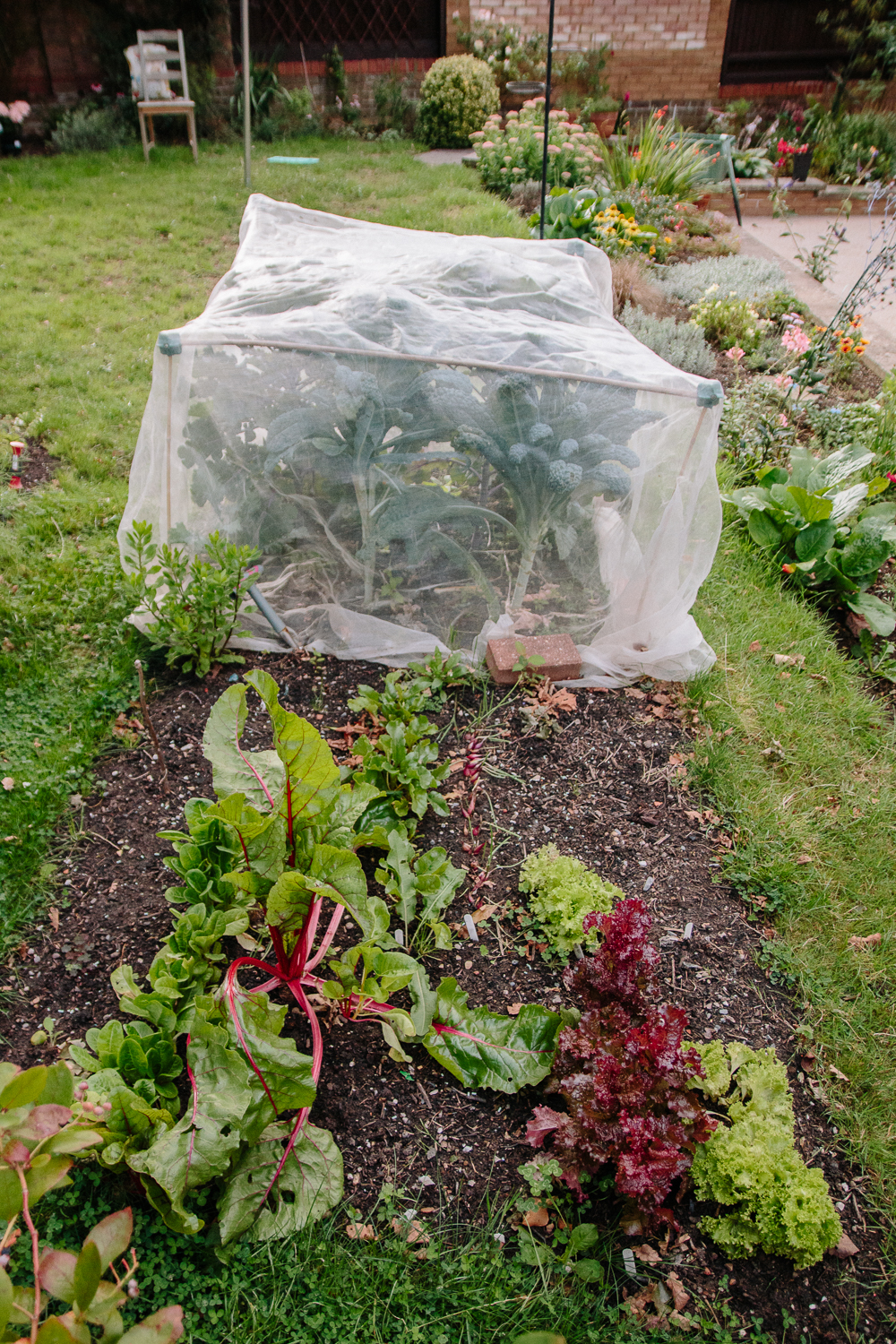 Veggie Patch August 2020