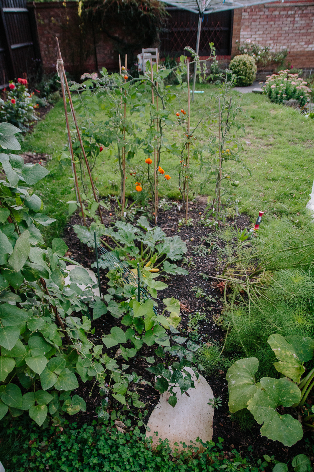 Veggie Patch August 2020