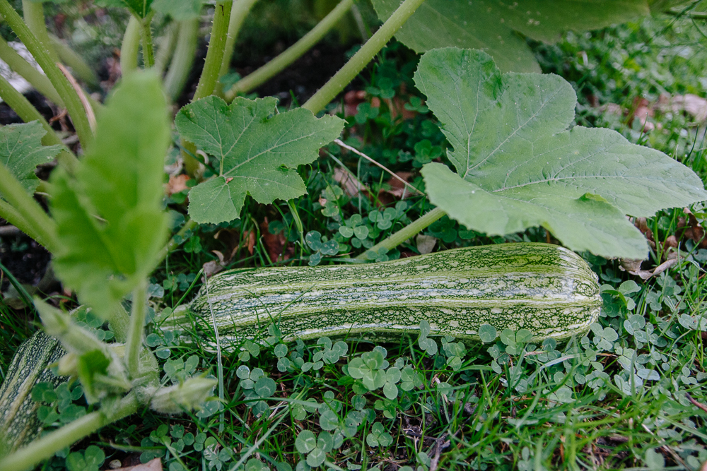 Courgette Romanesco