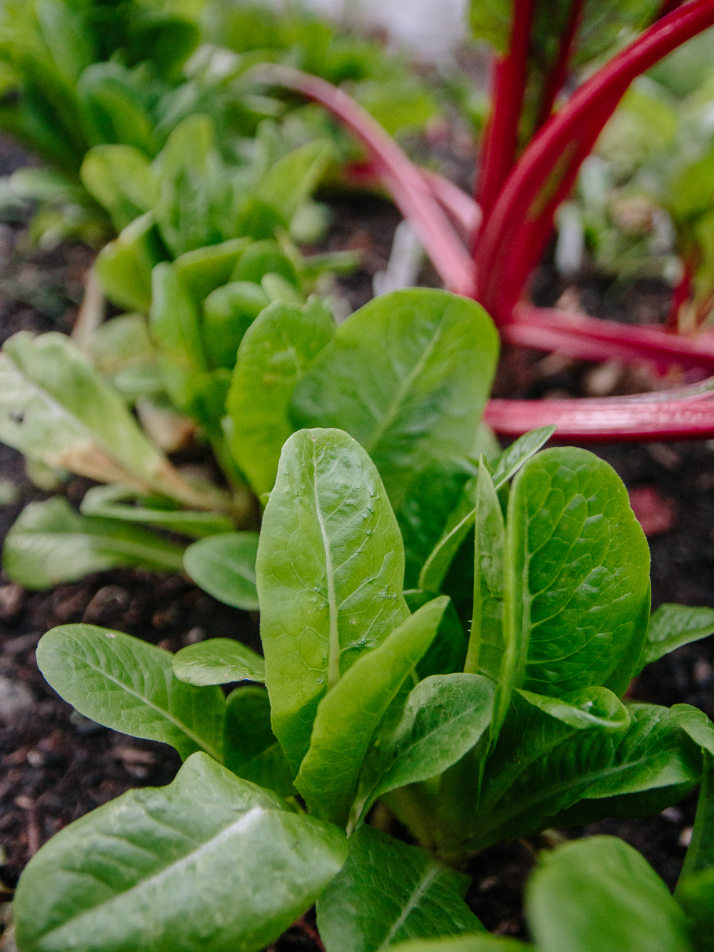 Little Gem Lettuce and Rainbow Chard