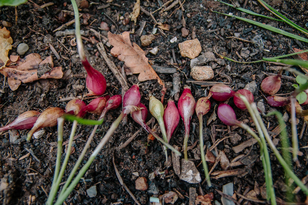 Red Onions Growing