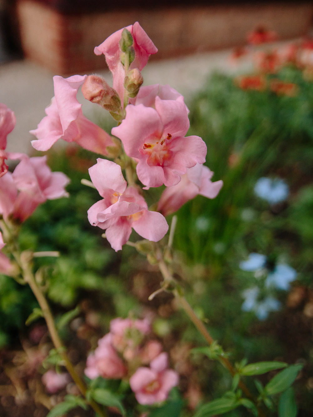 Snapdragon Pink