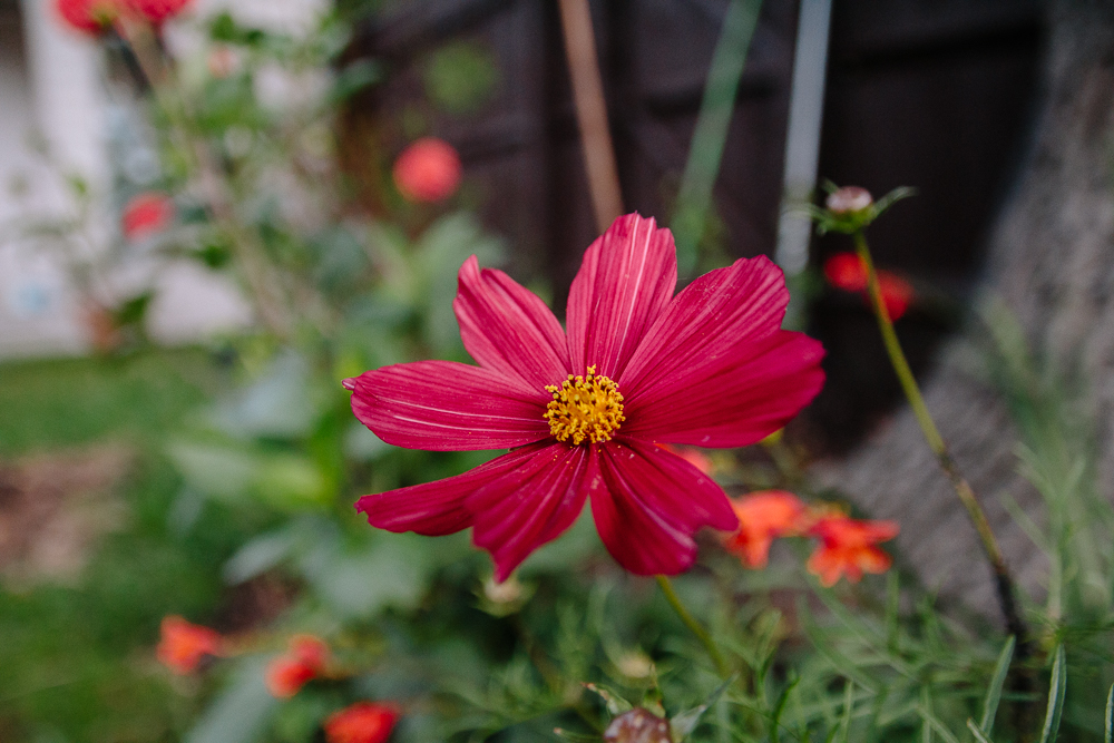 Cosmos Rubenza