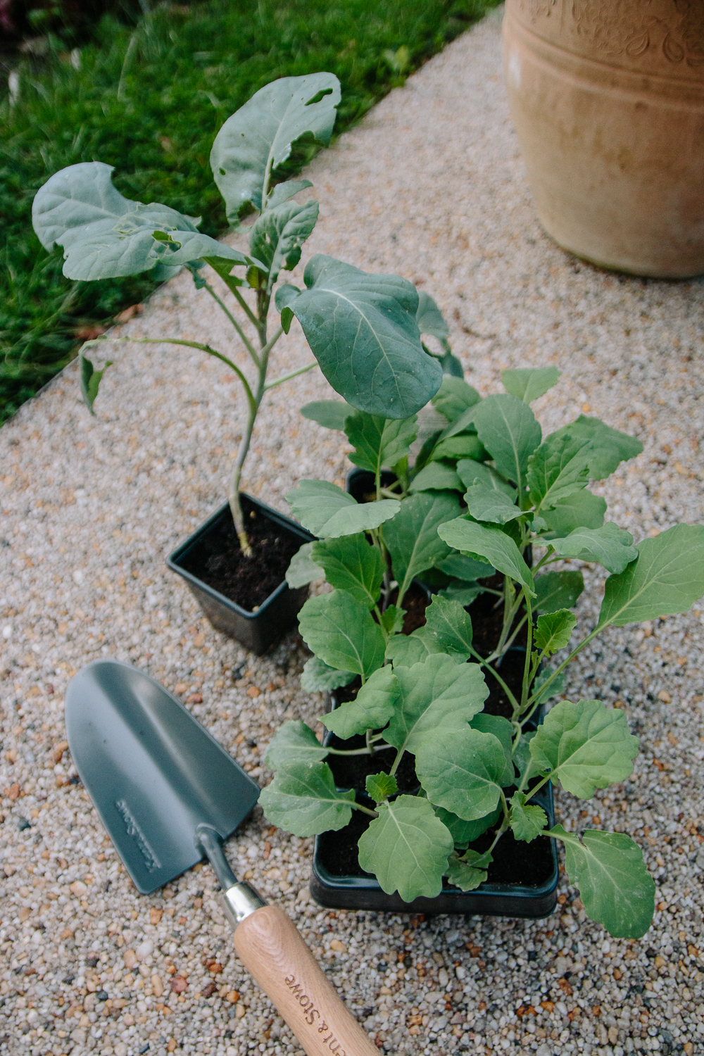 Over-winter purple sprouting broccoli seedlings