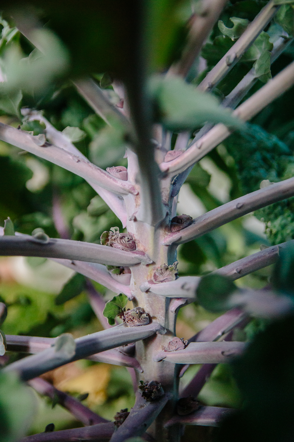 Kalettes growing