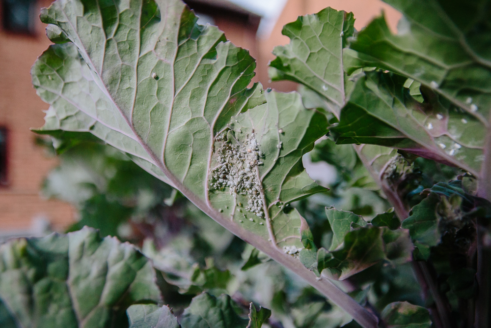 Cabbage white fly infestation on kalettes and brassicas
