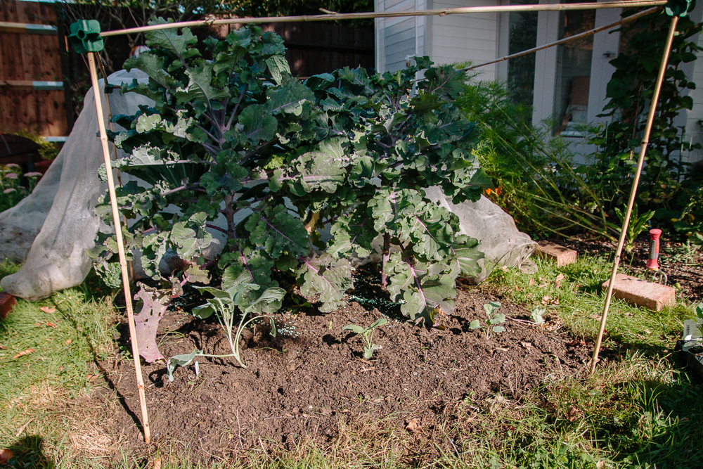 Brassica bed with kale, kalettes and purple sprouting broccoli seedlings