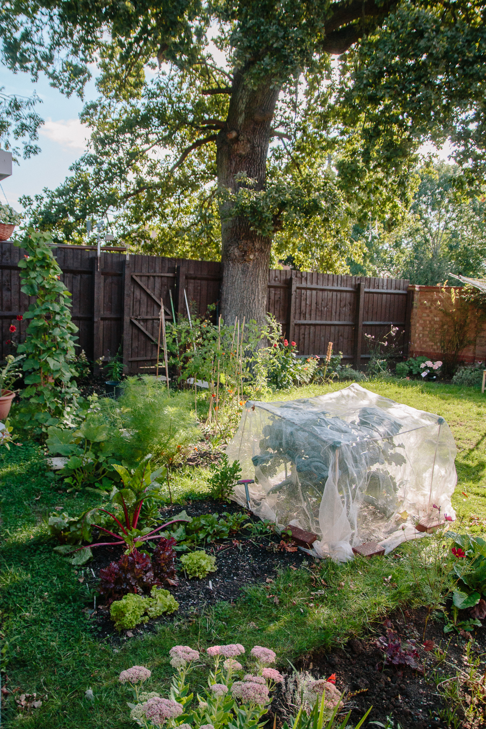 Veggie Patch August 2020