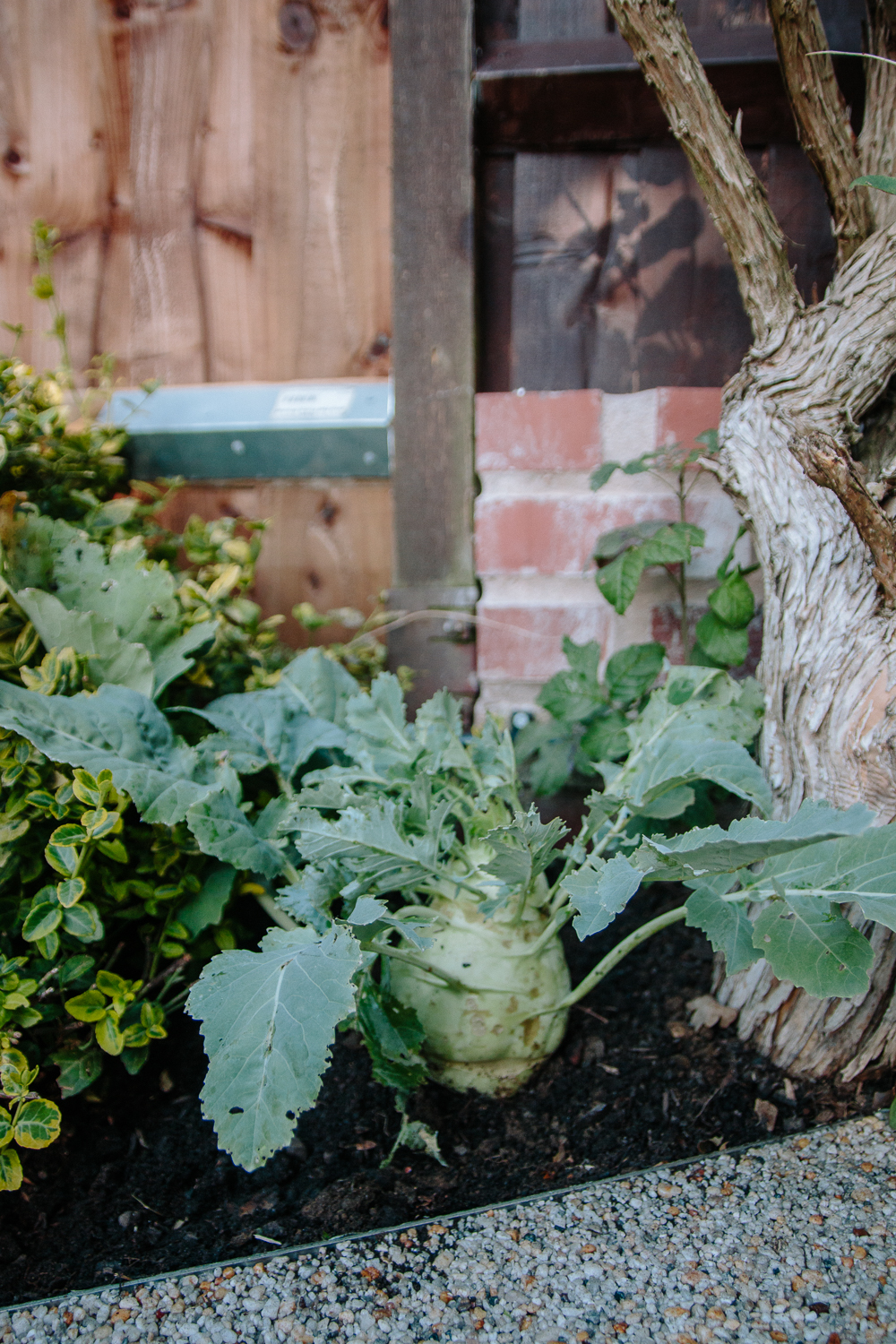 kohl rabi left as sacrificial plant and to harvest seed