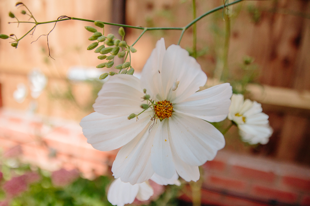 Cosmos Purity