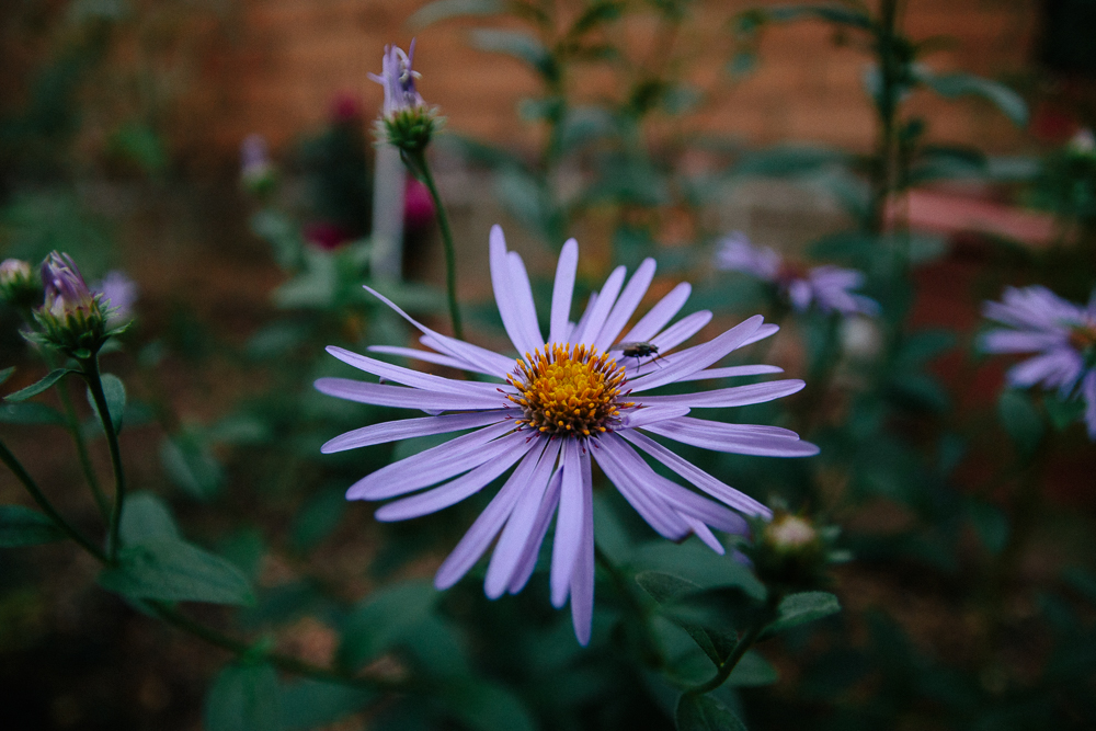 Aster Frikartii Mönch