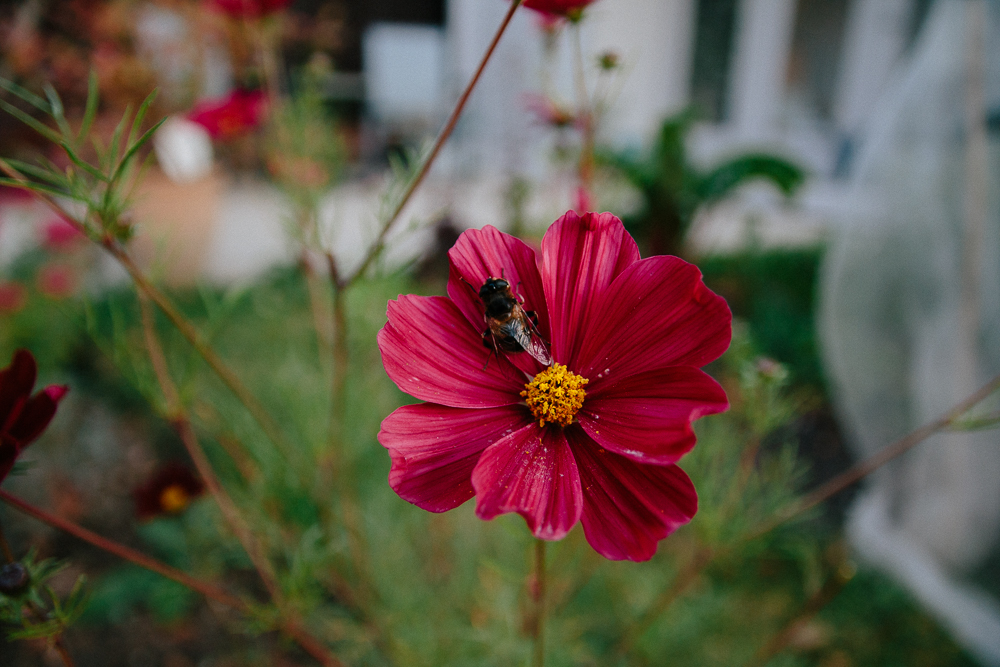 Cosmos Rubenza