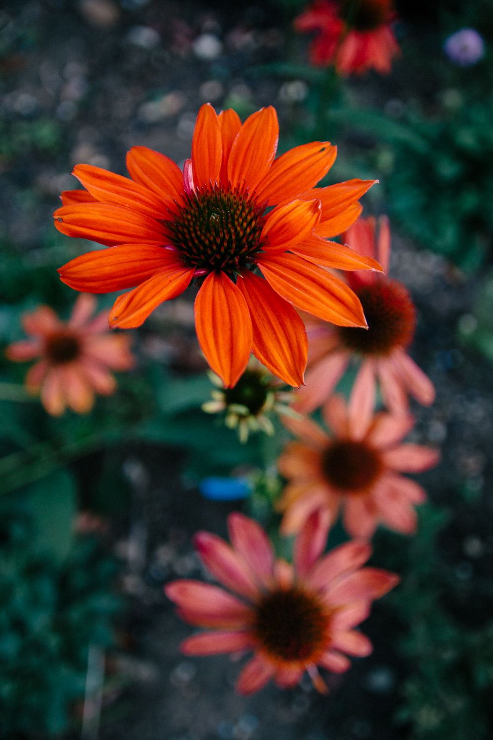 Orange Echinacea Flowers