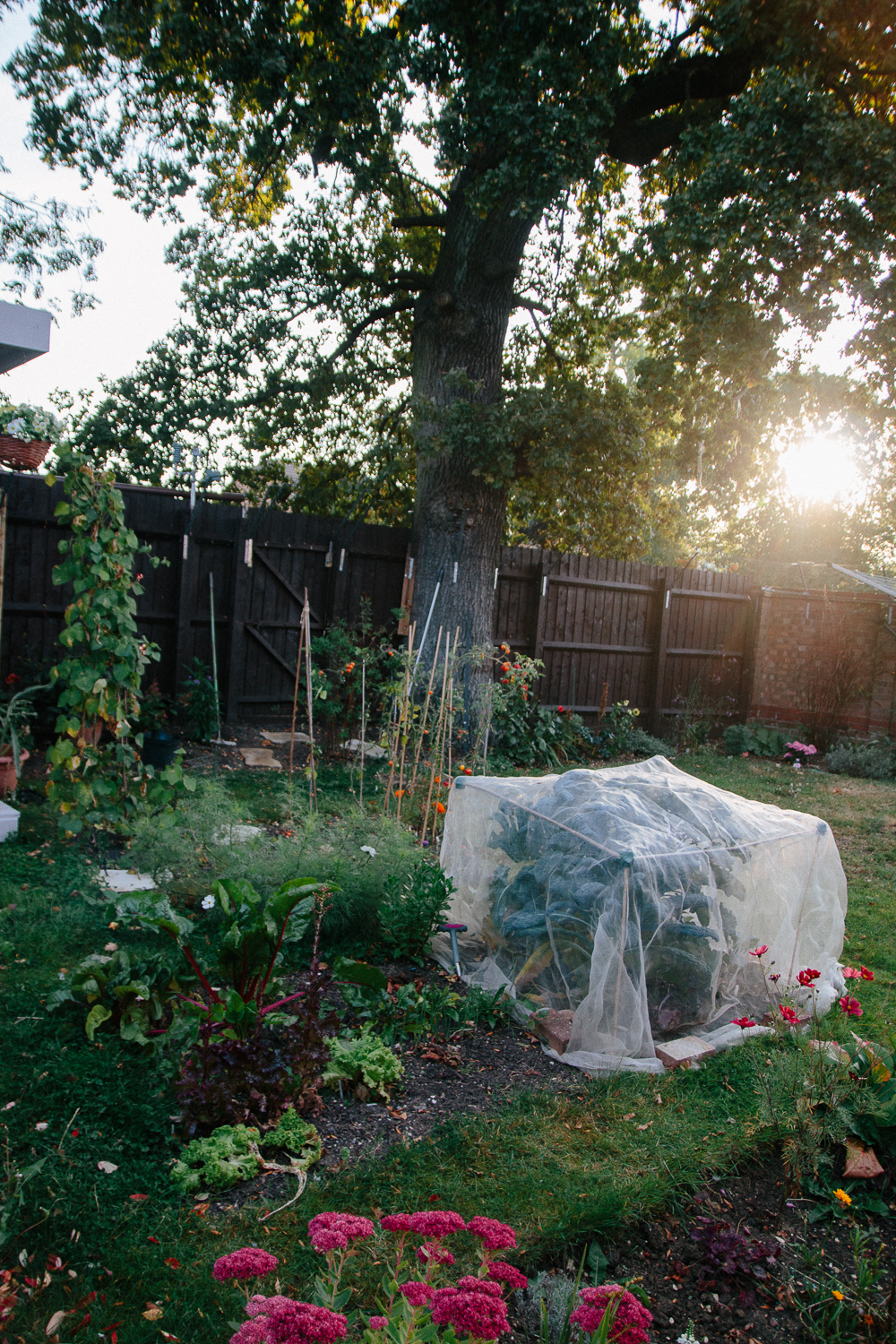 Veggie Patch September 2020