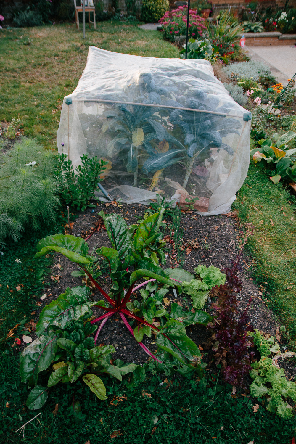 Veggie Patch September 2020