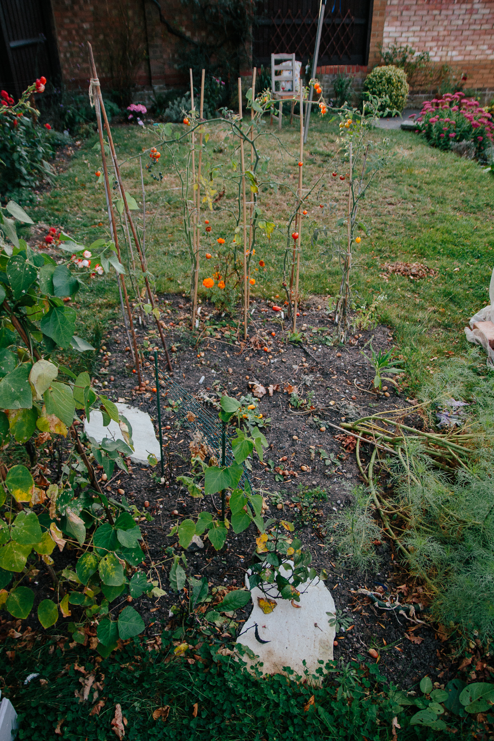 Veggie Patch September 2020