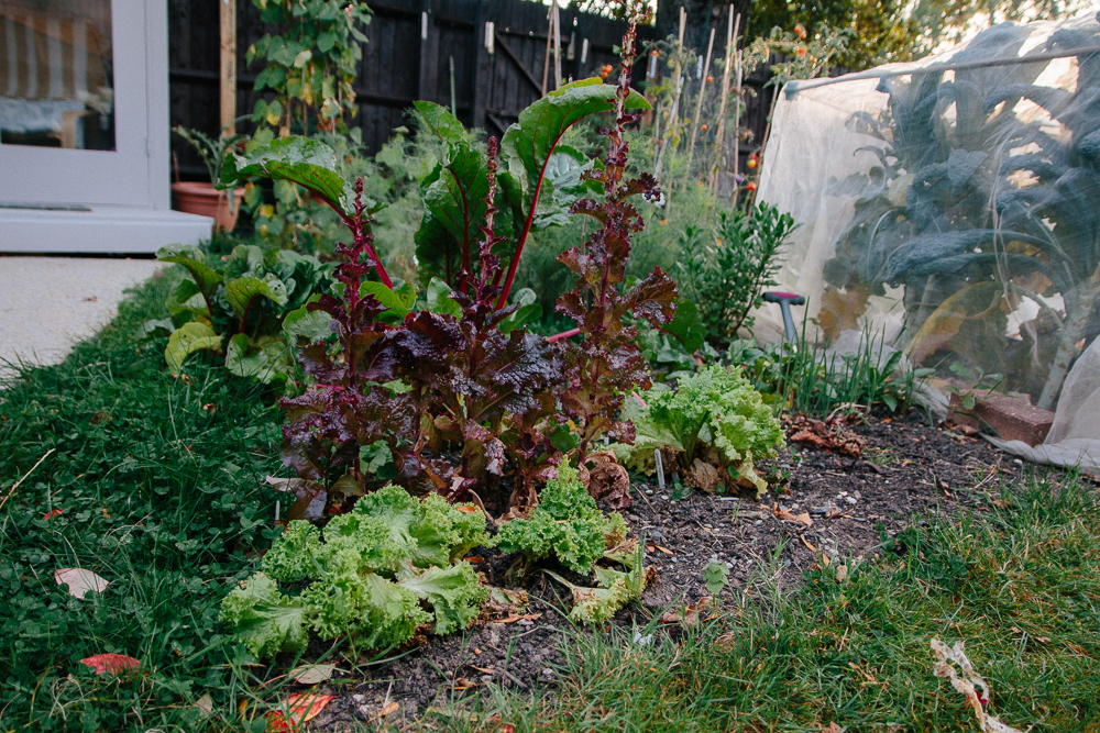 Lollo Rossa, Lollo Bionda and Rainbow Chard