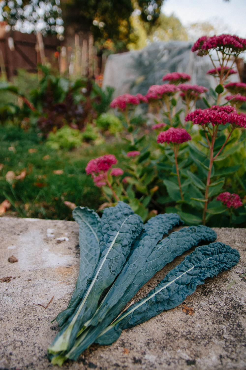 Cavelo Nero Kale Leaves