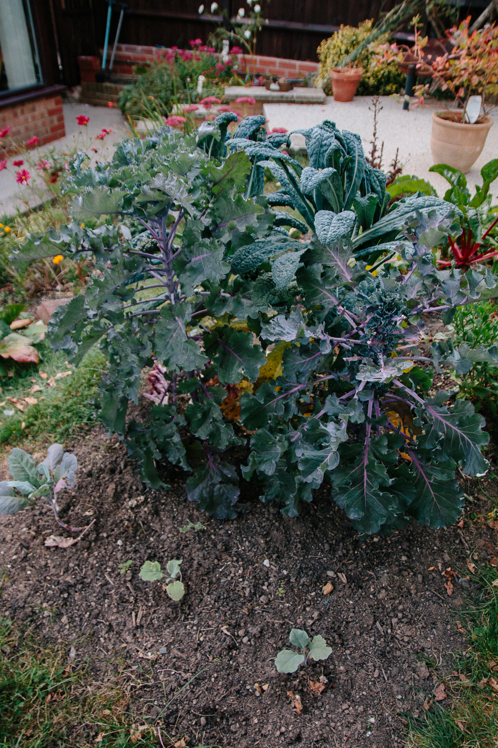 Brassica Bed