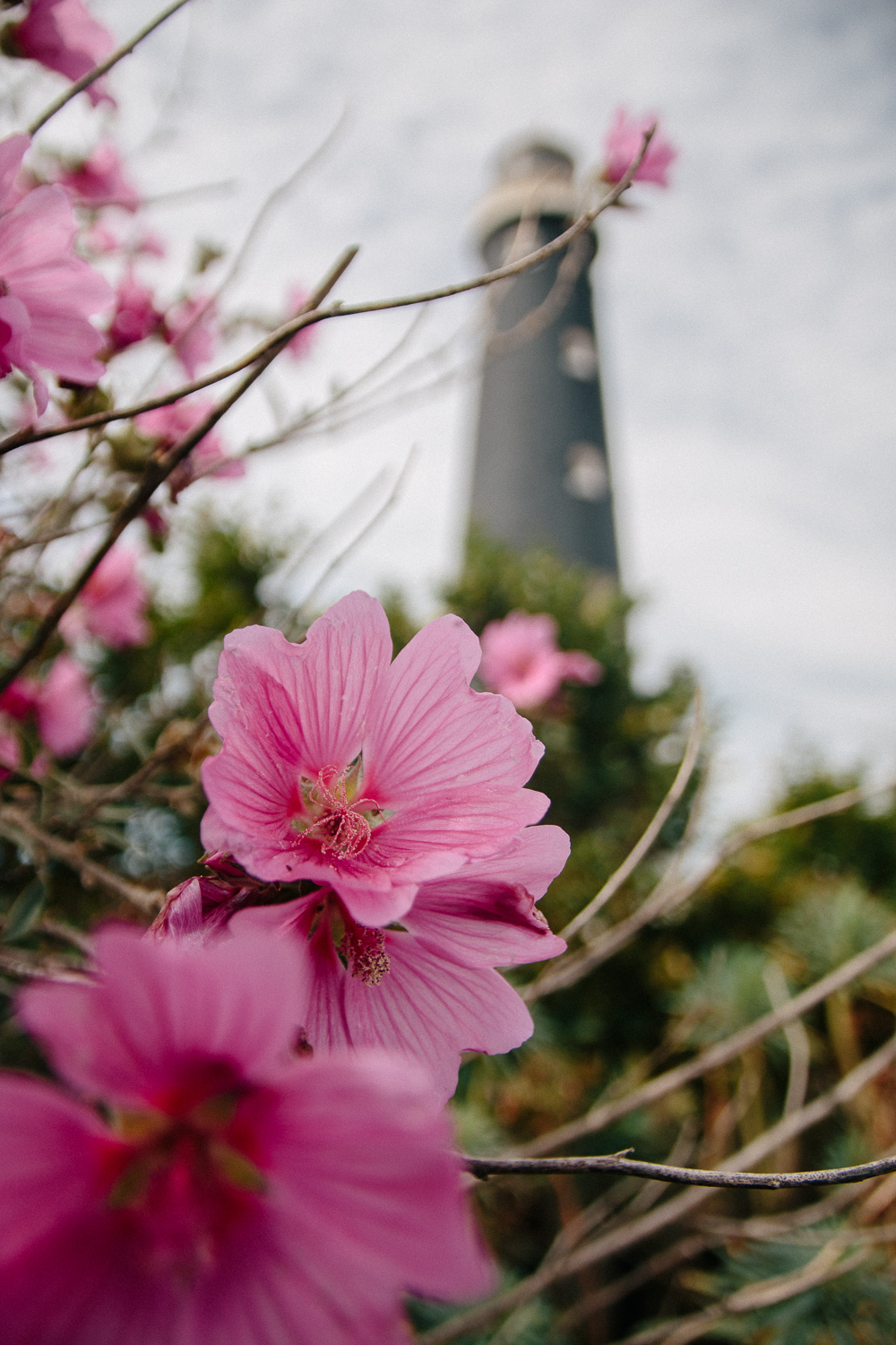 Lavatera Flowers against the Old Lighthouse at Dungeness in Kent