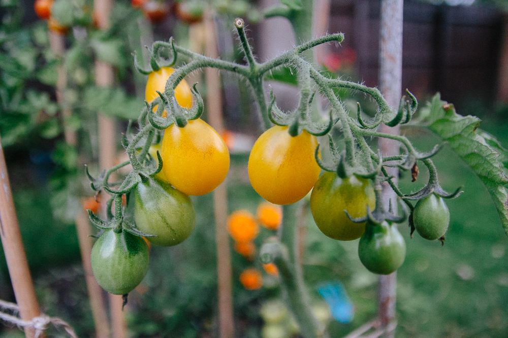 Ildi Tomatoes Yellow