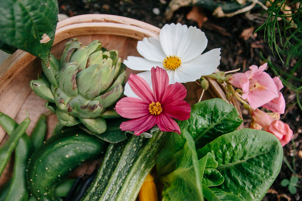 Mini Vegetable Garden Harvest