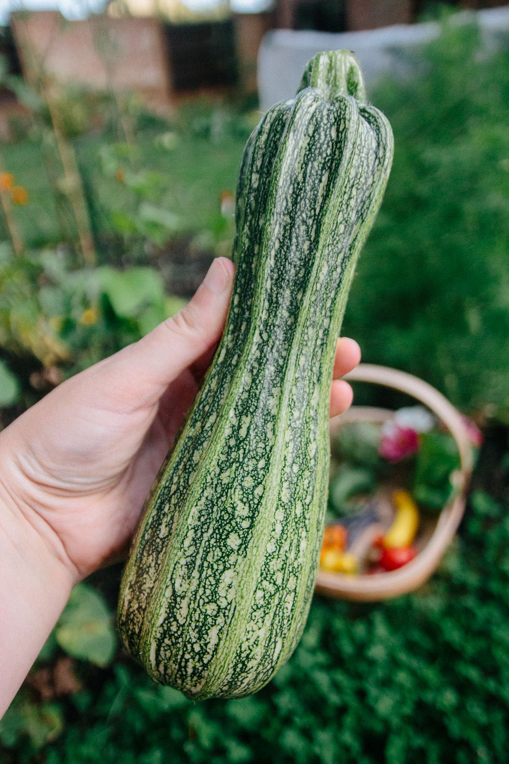 Courgette Marrow