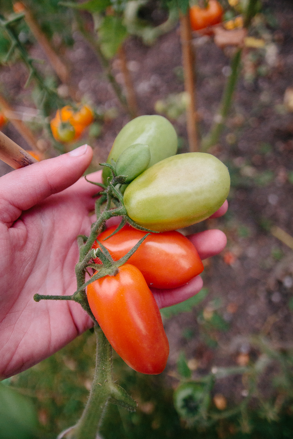 San Marzano Tomatoes