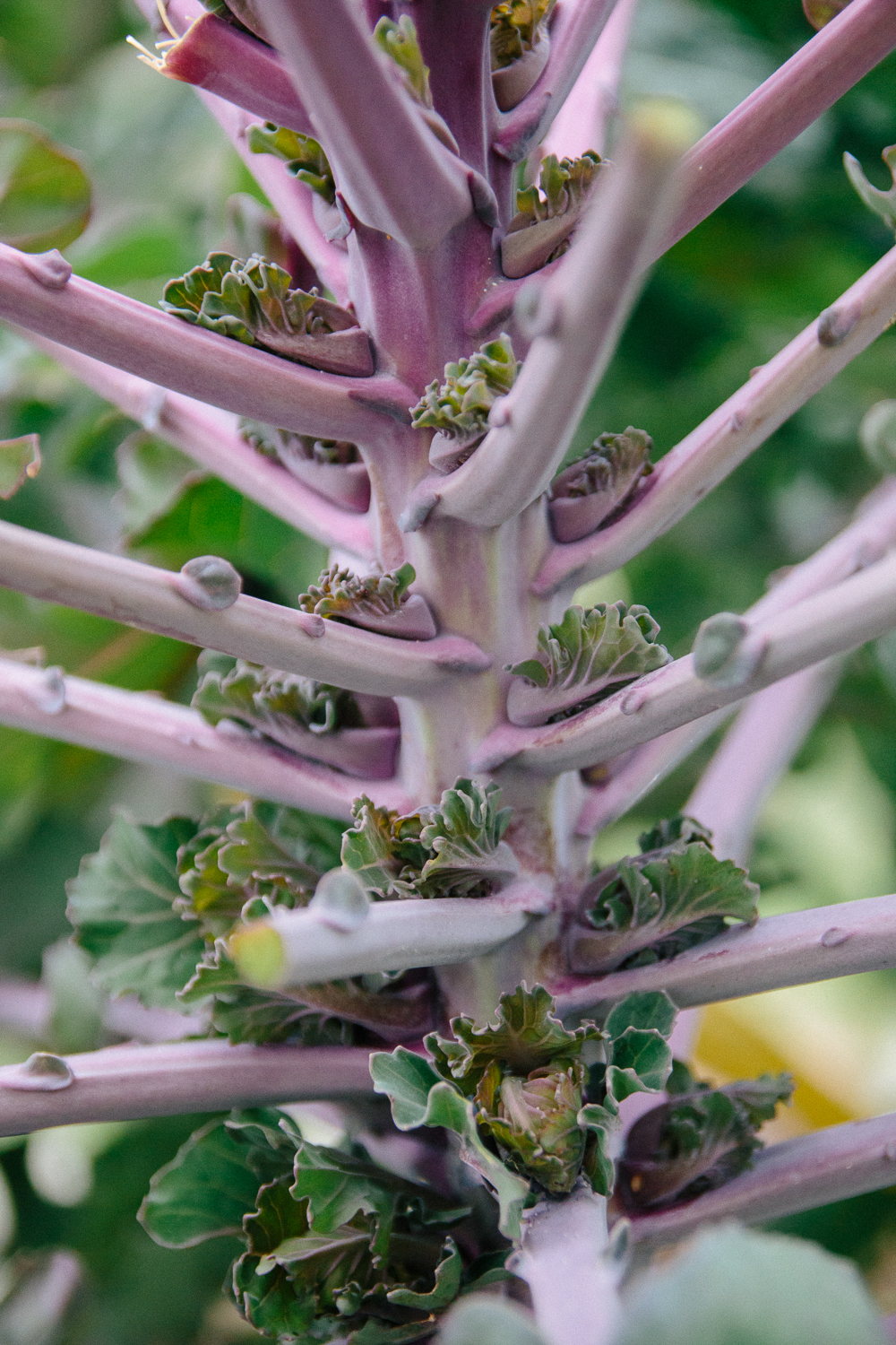 Kalettes growing