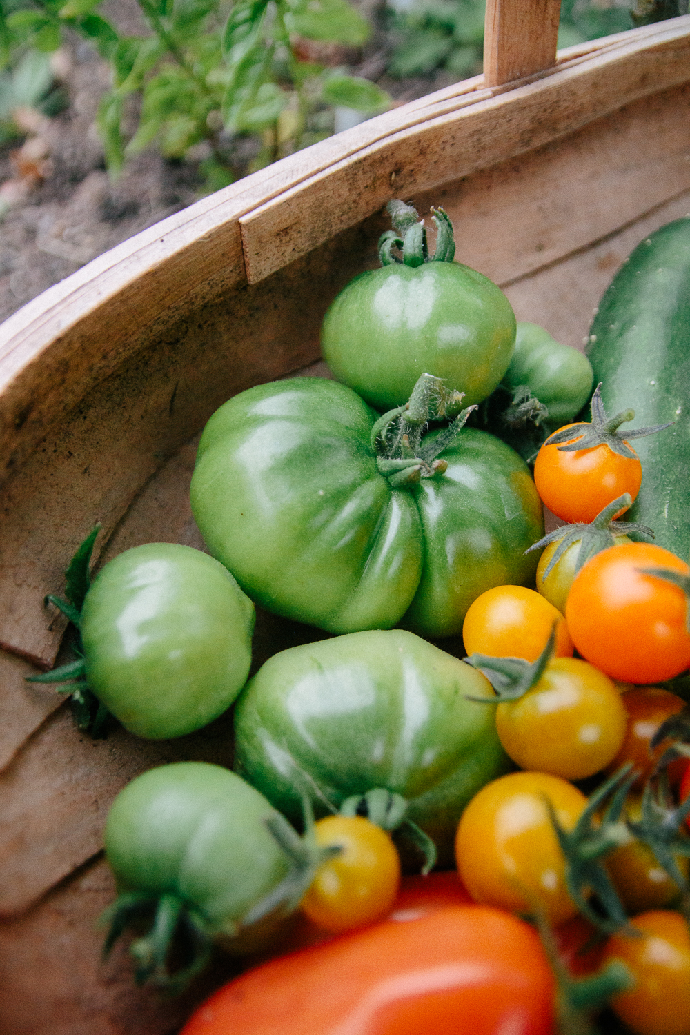 Green Tomatoes Harvest