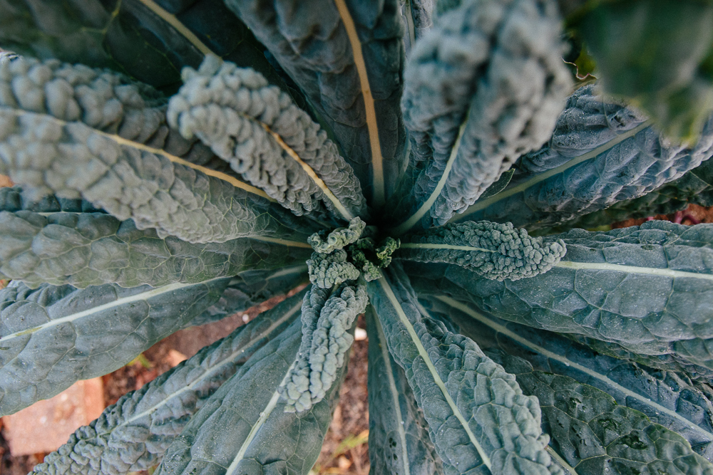 Cavelo Nero Kale Leaves