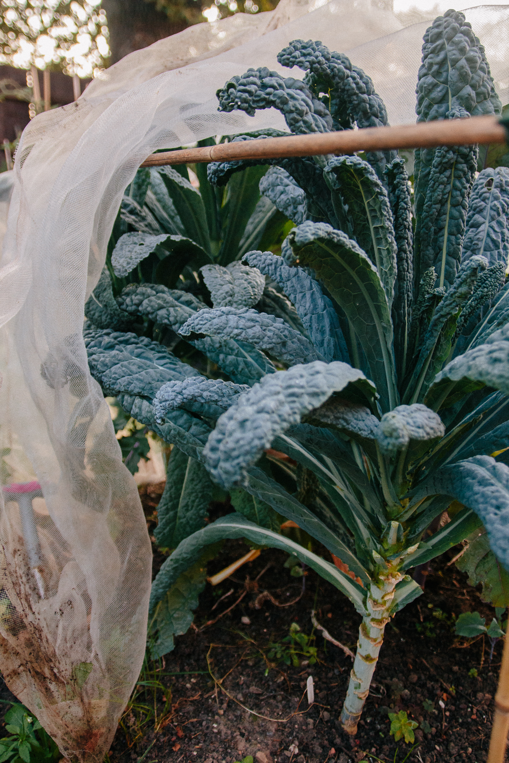 Cavelo Nero Kale Leaves